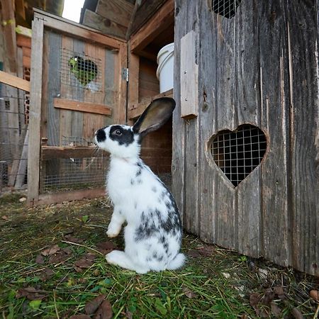 Willa Tourist Farm Kolar Ljubno Zewnętrze zdjęcie
