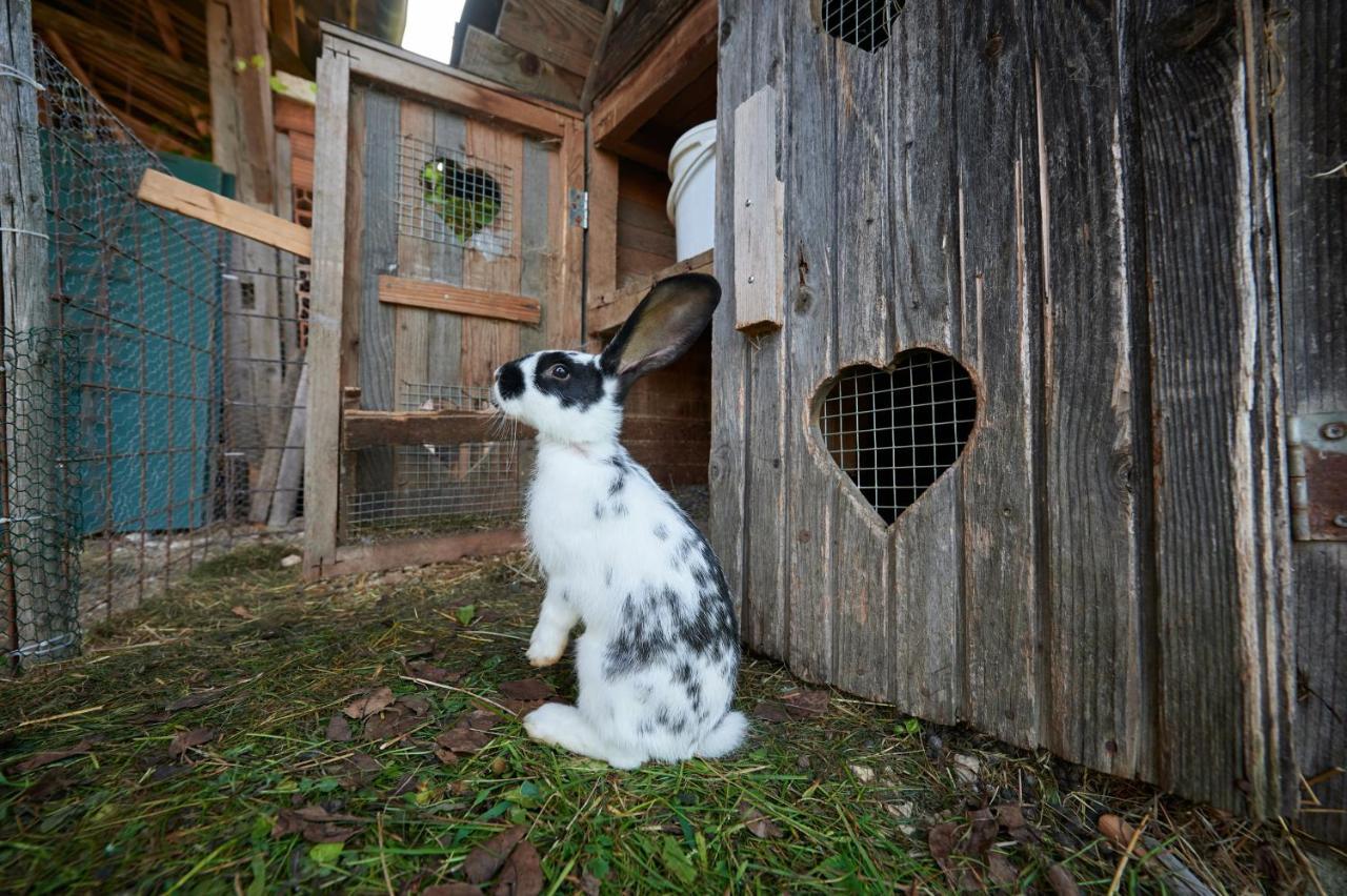 Willa Tourist Farm Kolar Ljubno Zewnętrze zdjęcie